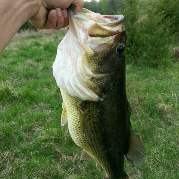A photo of HoRn_LuNKeR_huNteR's catch