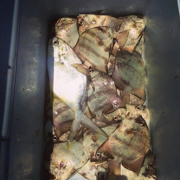 A photo of alexvarkonda's catch