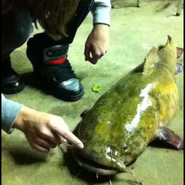 A photo of FishFinatic21's catch