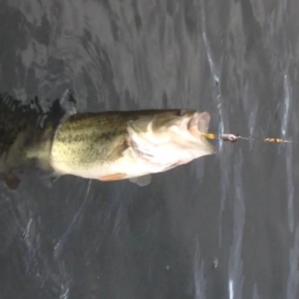 A photo of flipinHot's catch