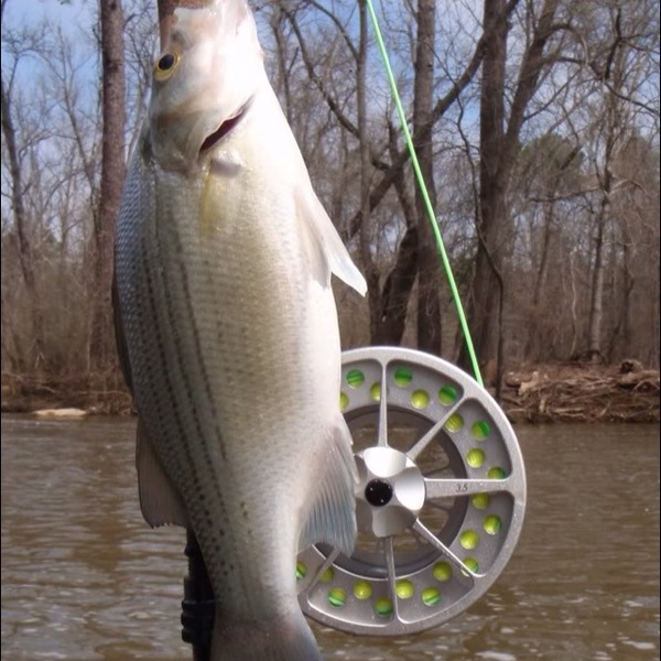 A photo of Dustan Jones's catch