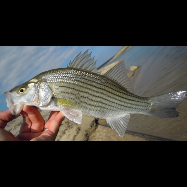 A photo of Dustan Jones's catch