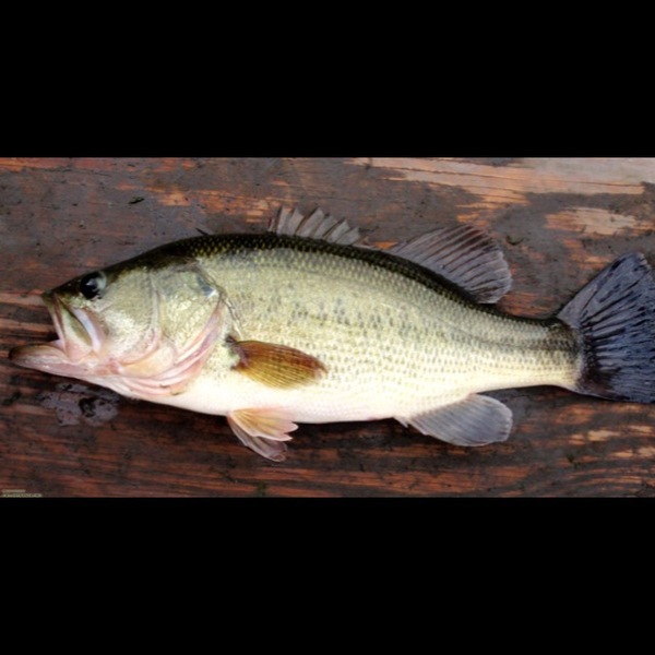 A photo of Dustan Jones's catch