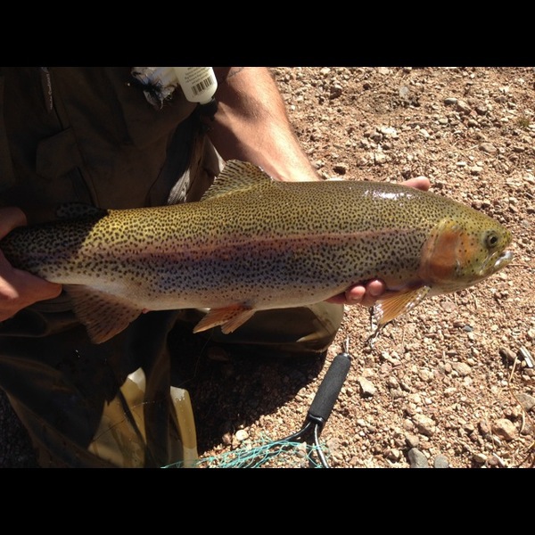 A photo of bauzer's catch