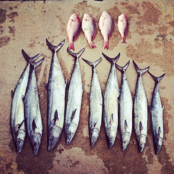 A photo of Rex Rex's catch