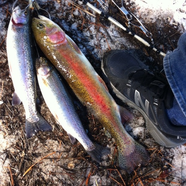 A photo of Tommy3Fingerz's catch