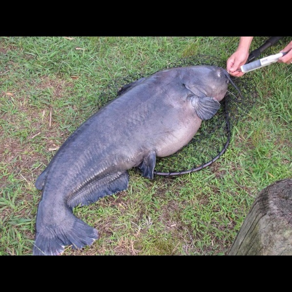 A photo of tcgtr4's catch