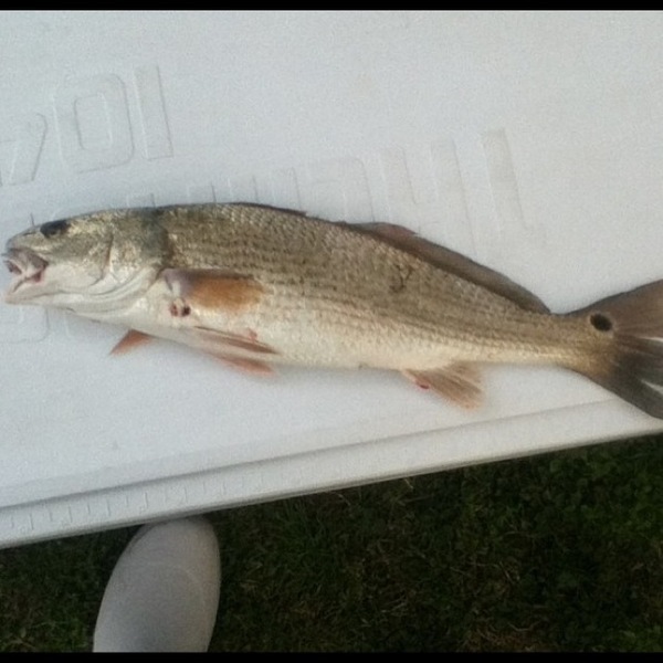 A photo of VAfishslayer's catch