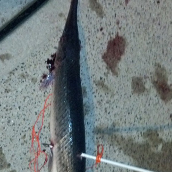 A photo of bo_pierce's catch