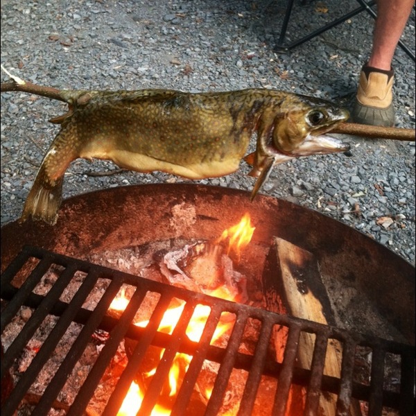A photo of VAfishslayer's catch