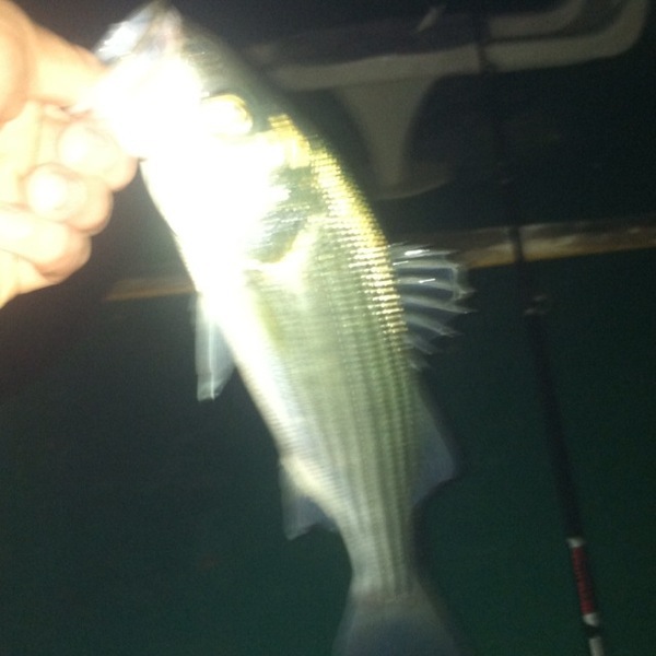 A photo of VAfishslayer's catch