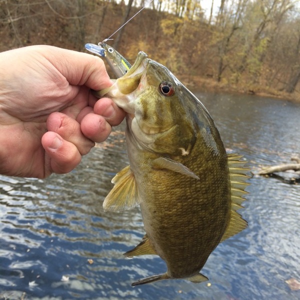 A photo of David  Ramer 's catch