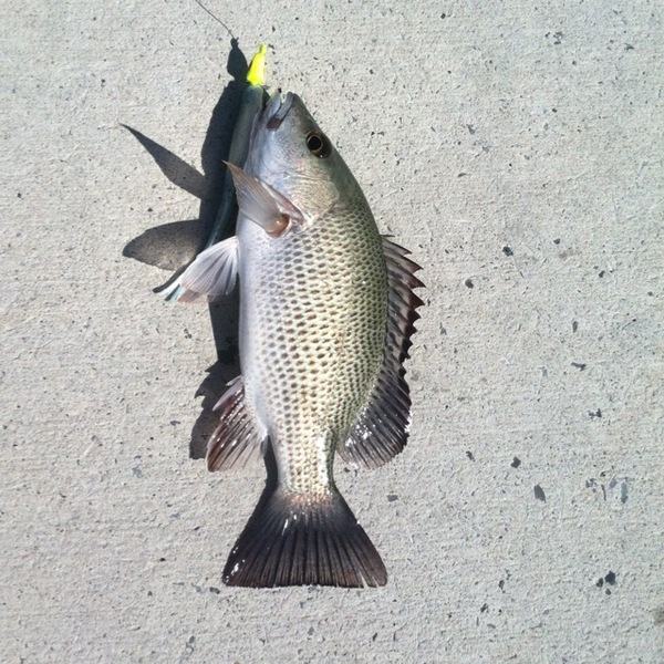 A photo of brianspoon's catch