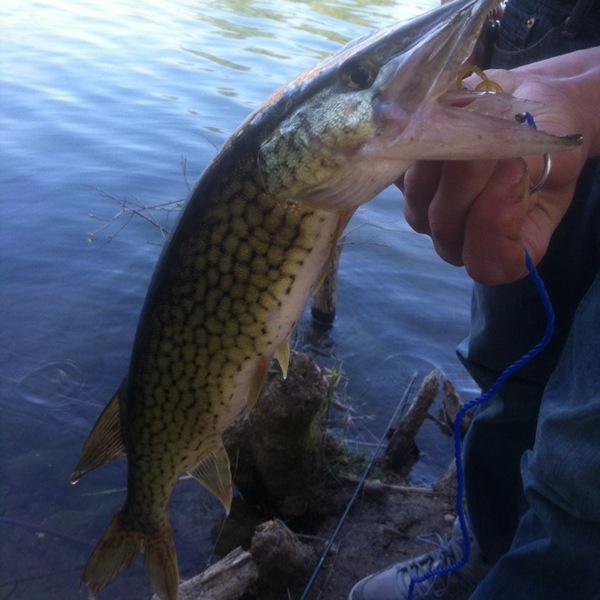 A photo of Rhody401's catch