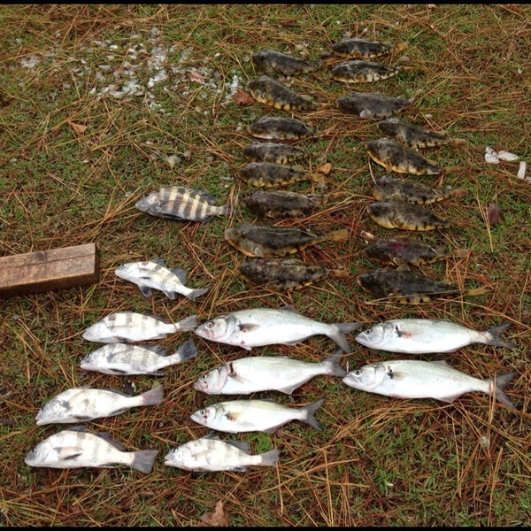 A photo of josh bachand's catch