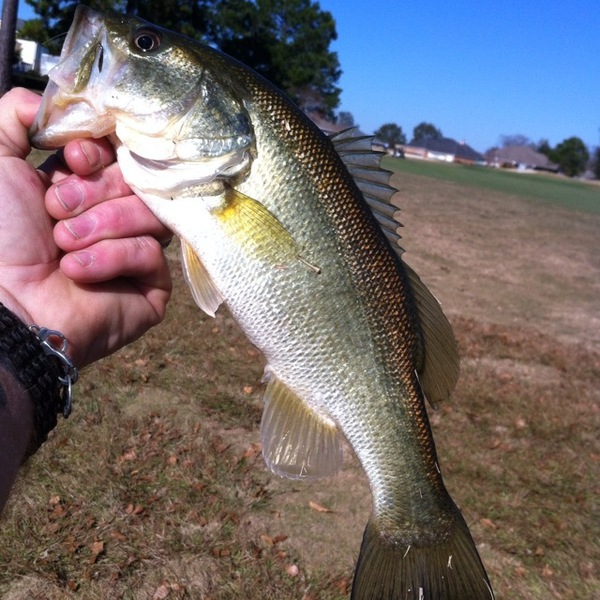 A photo of travis1969's catch