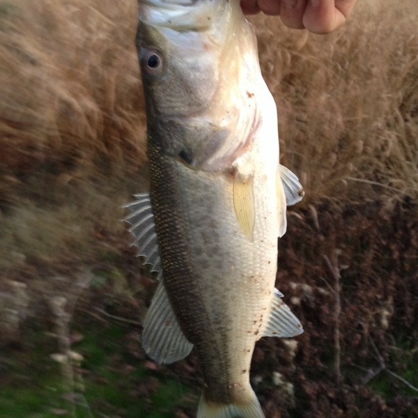 A photo of texomaking's catch
