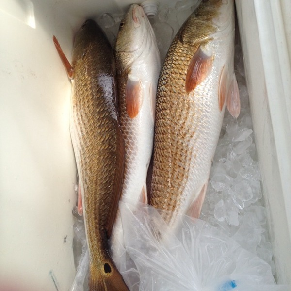 A photo of BlakeH21's catch