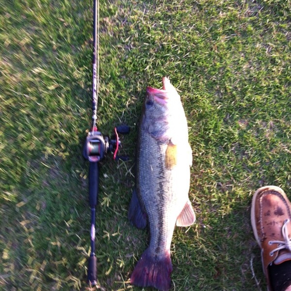 A photo of pig_hunter's catch
