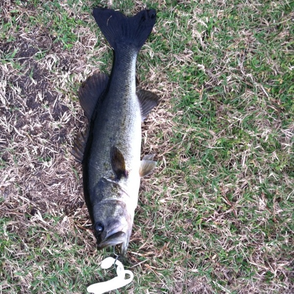 A photo of bigshea1995's catch