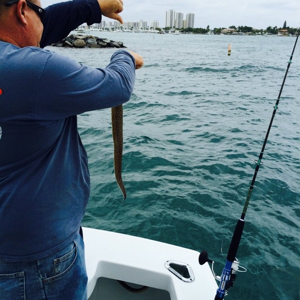 A photo of fishman425's catch