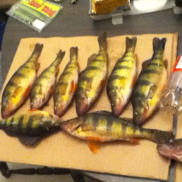 A photo of bassfishing247's catch