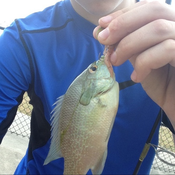 A photo of GLEITKO's catch