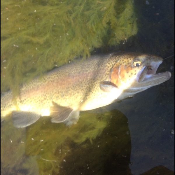 A photo of Keith Keith's catch