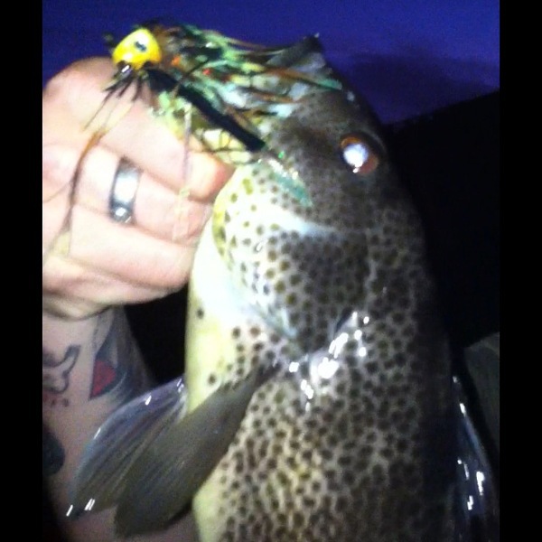 A photo of latenightlurker's catch