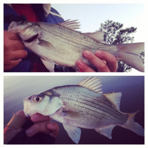 A photo of fishman123's catch