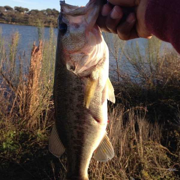 A photo of Cameron Smith's catch