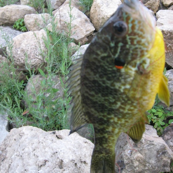 A photo of FishingLegends's catch