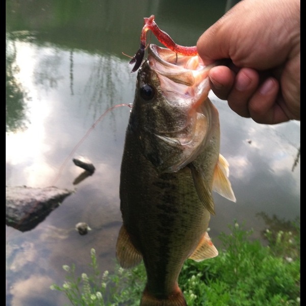 A photo of Lunchbox64's catch