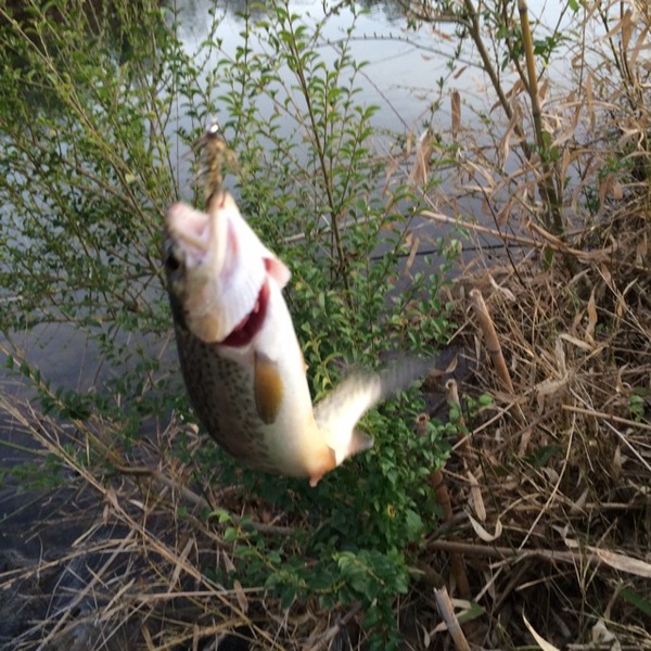 A photo of jamgoss81's catch