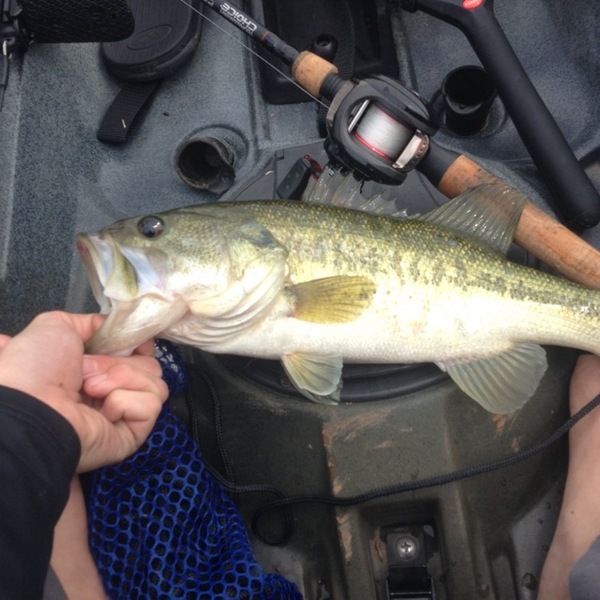 A photo of rpc127's catch