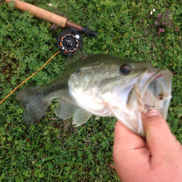 A photo of speckwrecker97's catch