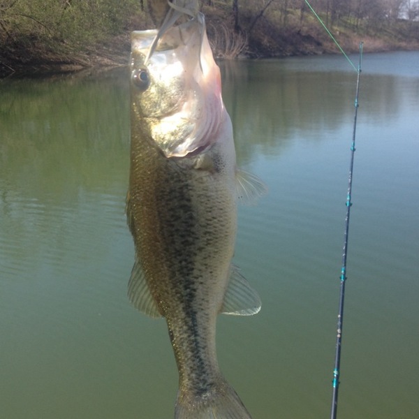 A photo of Aaron tindell's catch