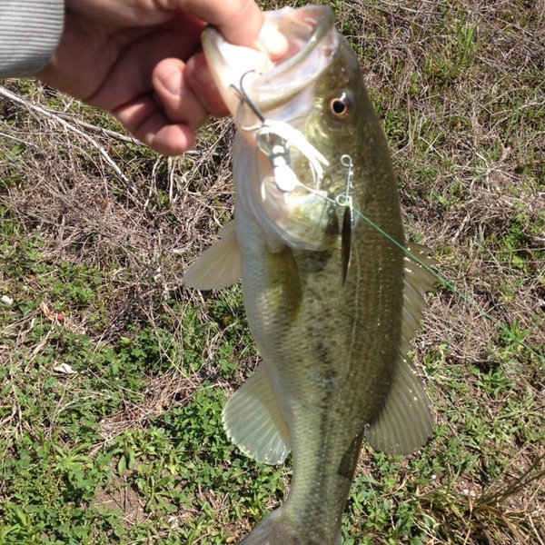 A photo of Aaron tindell's catch