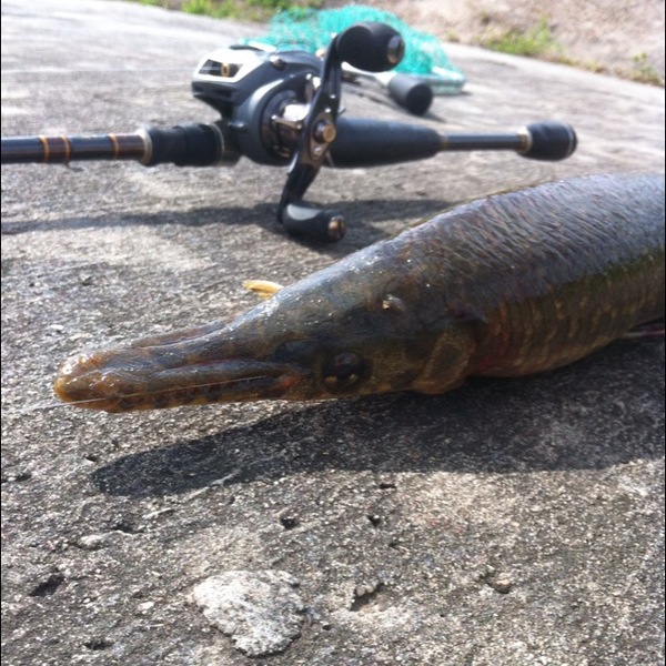 A photo of TrippyT2's catch