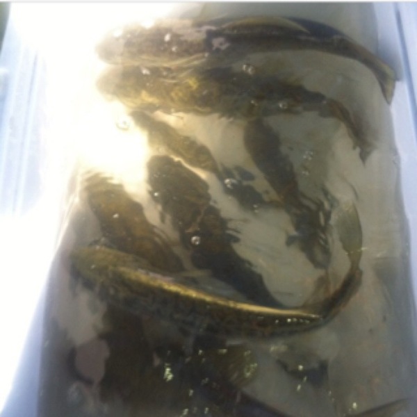 A photo of VipopTBF's catch