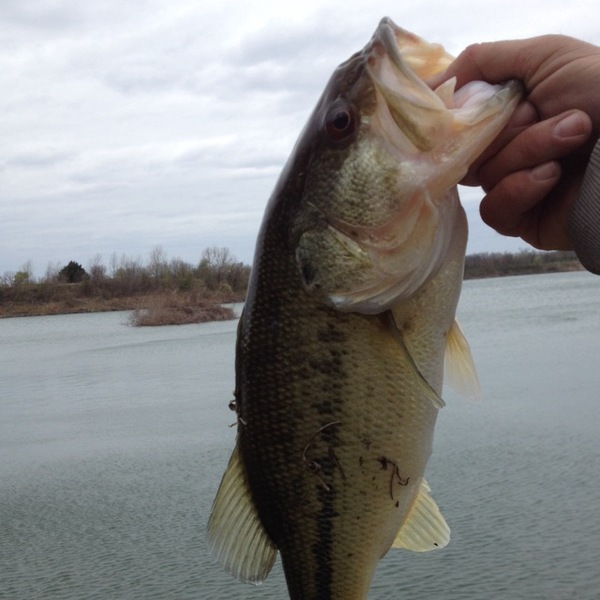 A photo of Aaron tindell's catch