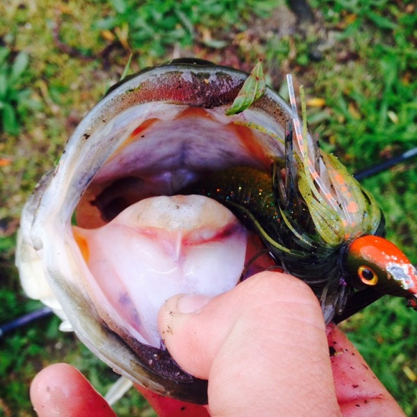 A photo of Oregon_Bass's catch