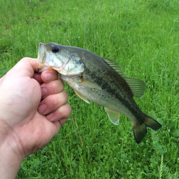 A photo of jizzim's catch