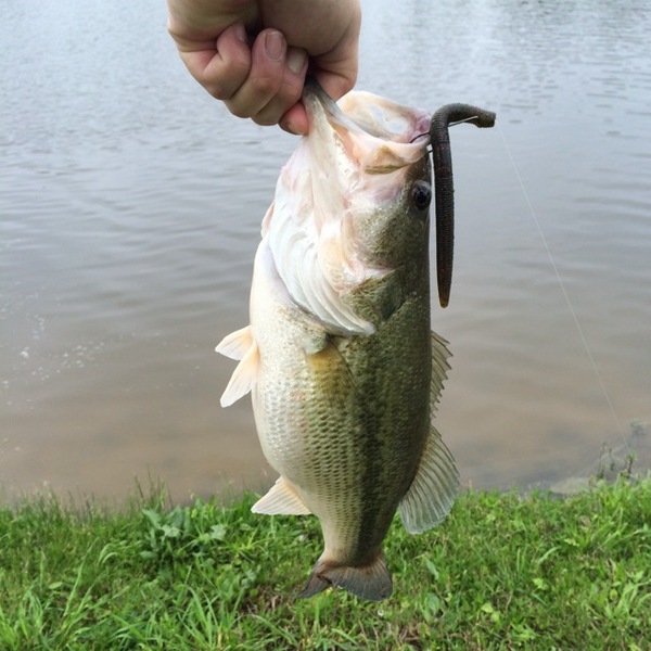A photo of jizzim's catch