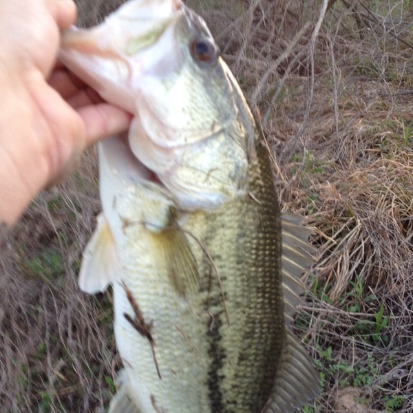 A photo of Aaron tindell's catch