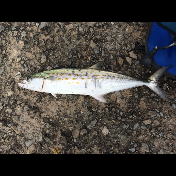 A photo of jizzim's catch