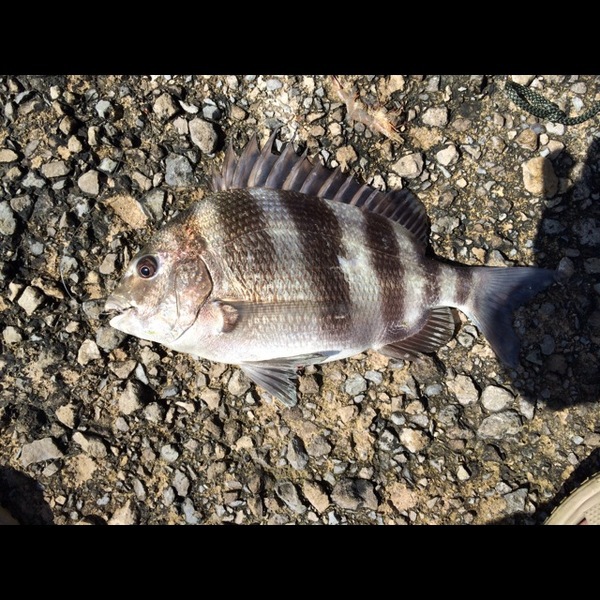 A photo of jizzim's catch