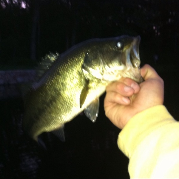 A photo of bigSmitty81401's catch