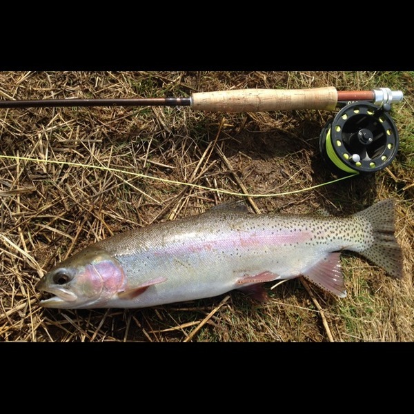 A photo of JimboDarter's catch