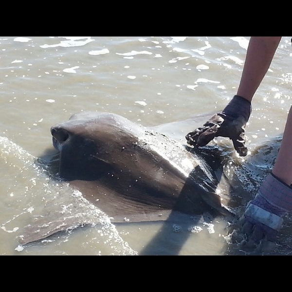 A photo of sharksandbass's catch